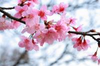Flowering_trees_Sakura_486025