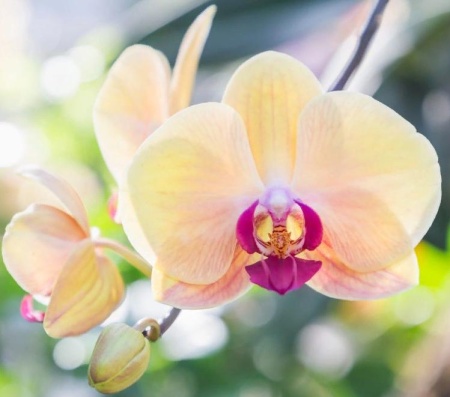 нежная орхид