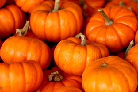 plant-fall-ripe-decoration-orange-food-harvest-produce-vegetable-autumn-pumpkin-halloween-season-squash-gourd-thanksgiving-seasonal-calabaza-october-p